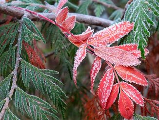 მოსალოდნელი, ამინდი, საქართველო