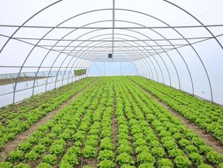 სასათბურე, მეურნეობა