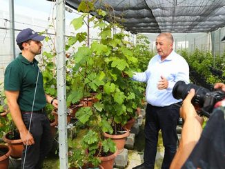 ჯიღაურა, იტალიის, ტელევიზია