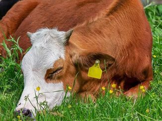 ჯილეხი, სააგენტო