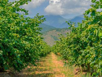 თხილი, ტრენინგი