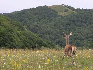 კეთილშობილი, ირმის, საშენი