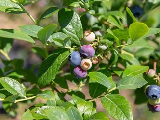 ლურჯი, მოცვი, კრედიტი