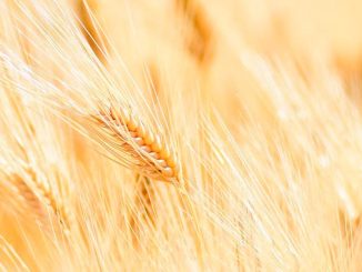 ქერი, ხორბალი, თურქეთი