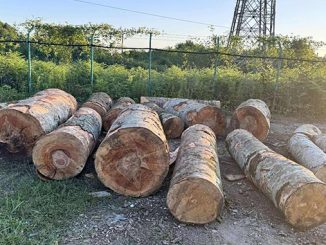 უკანონო, ტყითსარგებლობის, ფაქტი