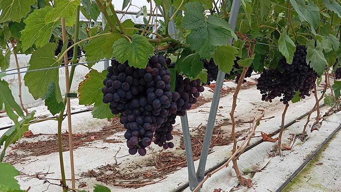 პოლონური, ყურძენი