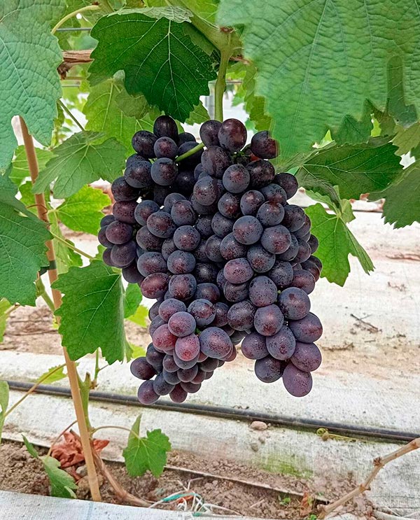 პოლონური, ყურძენი