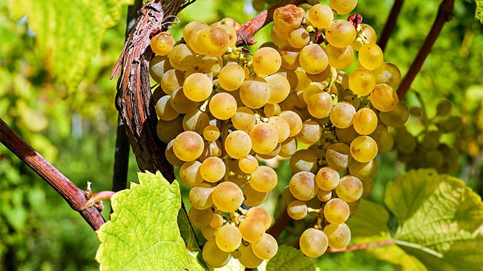 რთველი, საფრანგეთი, სიცხე