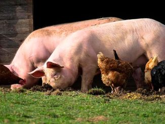 ღორის, აფრიკული, ჭირი