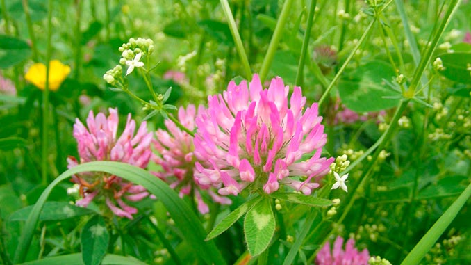 რეგენერაციული, სოფლის, მეურნეობა