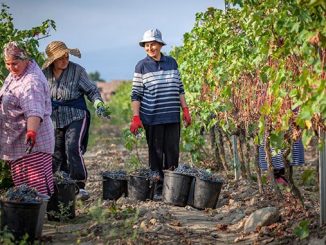 კახეთი, რთველი, 2025