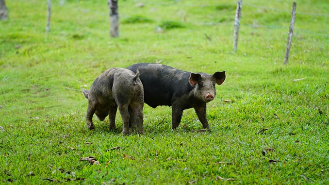 ღორი, ტემპერატურა, საკვები