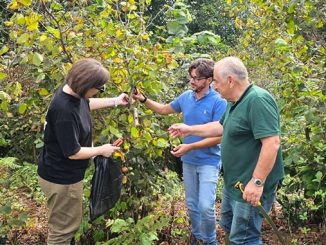 თხილი, იტალიელი, ექსპერტი