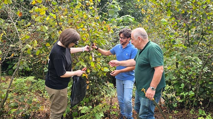 თხილი, იტალიელი, ექსპერტი
