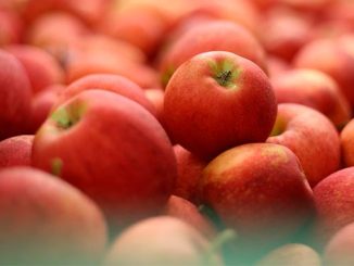 ვაშლი, ექსპორტი