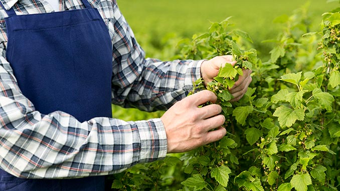 agrosfero_irani_uzbekeTi_67282289191918282892_99928282810101829290101902 უზბეკეთი, ირანი, სოფლის, მეურნეობა