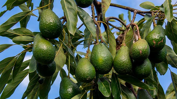 ავოკადო, იაპონია