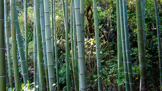 bambukis_plastmasi_bioplastiki_627738383992892838992889393_2525663733788289289383939 ბამბუკის, ბიოდეგრადირებადი, პლასტიკი