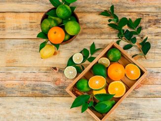 ციტრუსი, მოსავალი