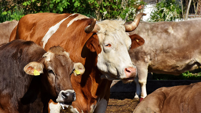 ესპანეთი, უკრაინა, დერმატიტი