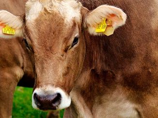 ინდონეზია, რძის, ინდუსტრია