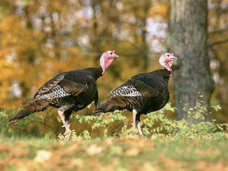 ფრინველის, გრიპის, აფეთქება