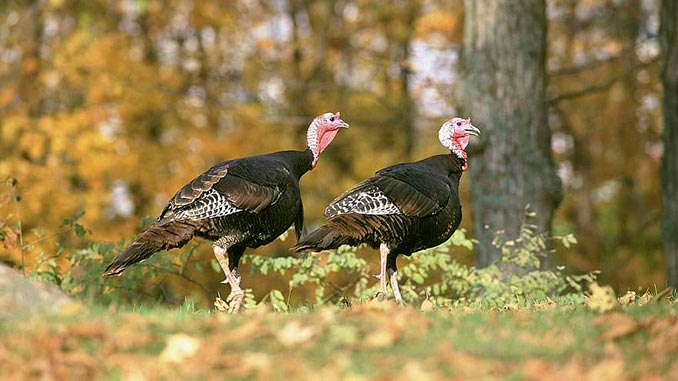 indauri_qaTami_poloneTi_52266373772828272818828_2626377383829290393992903 ფრინველის, გრიპის, აფეთქება