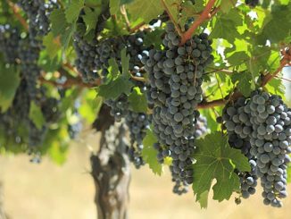 რთველი, კახეთი, რაჭა