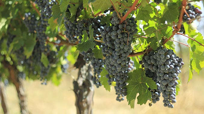 kakheTi_raWa_rtVeli_10102025_728289191892902910028929a_282829290101002929001029290f რთველი, კახეთი, რაჭა