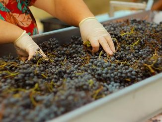 კახეთი, რთველი, გადამუშავება