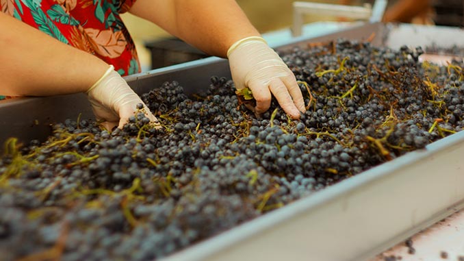 kakheTi_rTveli_gadamushaveba_727288939393939389392_5595890071812298134_250223727939289293 კახეთი, რთველი, გადამუშავება