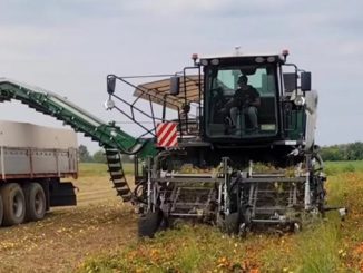 კომბაინი, პომიდორი, იტალია