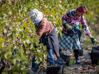 რთველი, რაჭა, კახეთი