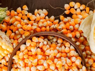 უკრაინა, სიმინდის, ექსპორტი