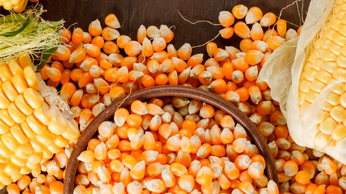 უკრაინა, სიმინდის, ექსპორტი