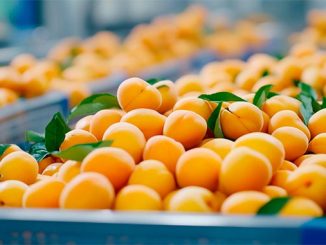 სომხეთი, ექსპორტი