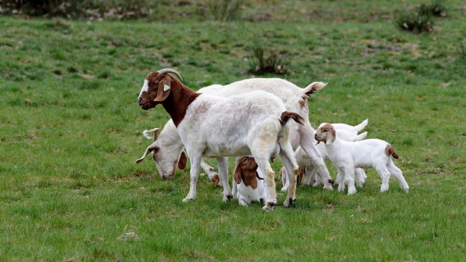 tkhebis_raodenoba_izrdeba_7727626377373893928283738_00292828237373728287382838 თხა, მოშენება, მსოფლიო