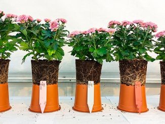 ტორფი, ბიონახშირი