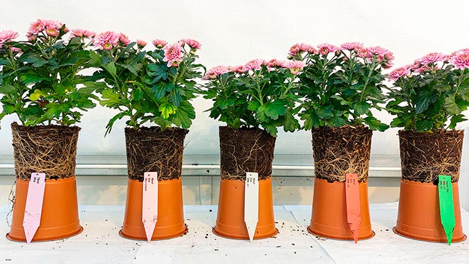 ტორფი, ბიონახშირი