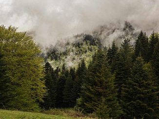 საქართველოს, ტყის, ეკოსისტემა
