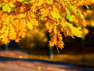 ტყის, იშვიათი, სახეობები