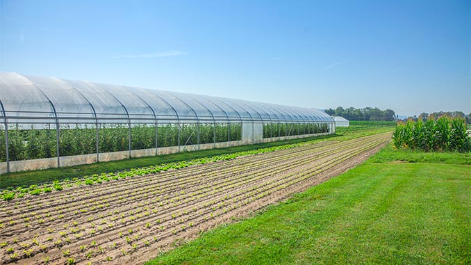 უზბეკეთი, სათბური, პროგრამა