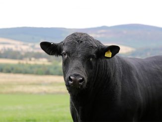 ბრაზილია, ხორცის, ექსპორტი