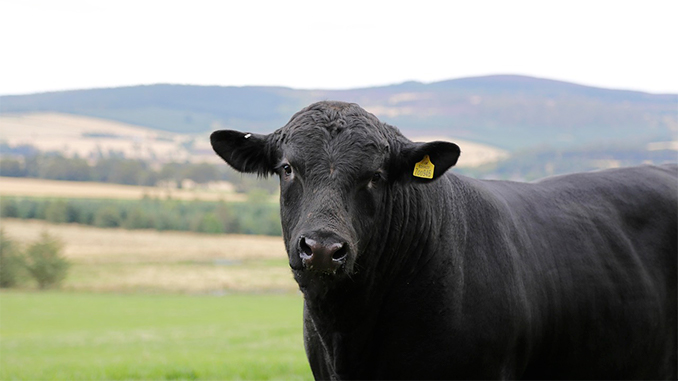 ბრაზილია, ხორცის, ექსპორტი