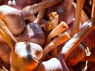 ესპანური, ნივრის