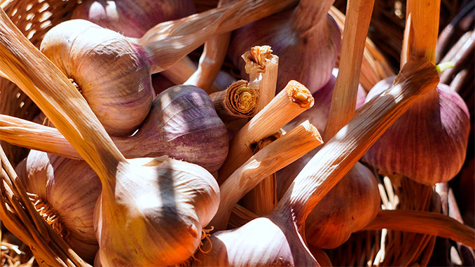 ესპანური, ნივრის