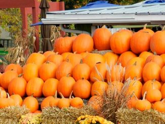 გოგრა, პოლონეთი