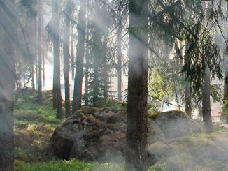 ტყის, ხანძრის, კერები