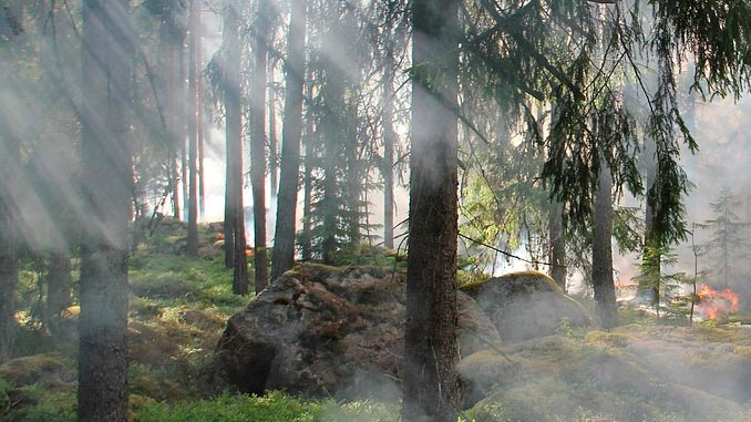 ტყის, ხანძრის, კერები