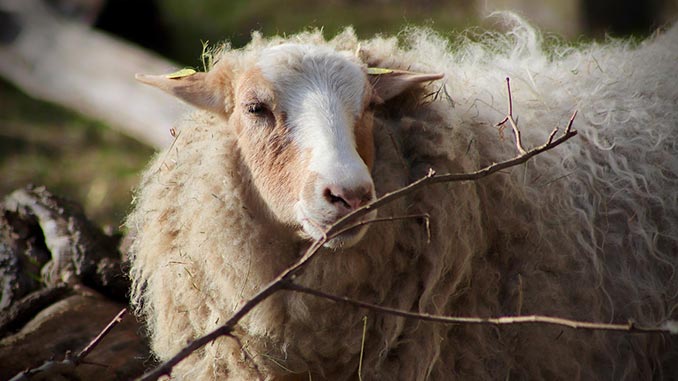 მატყლი, ტყავი, ყაზახეთი
